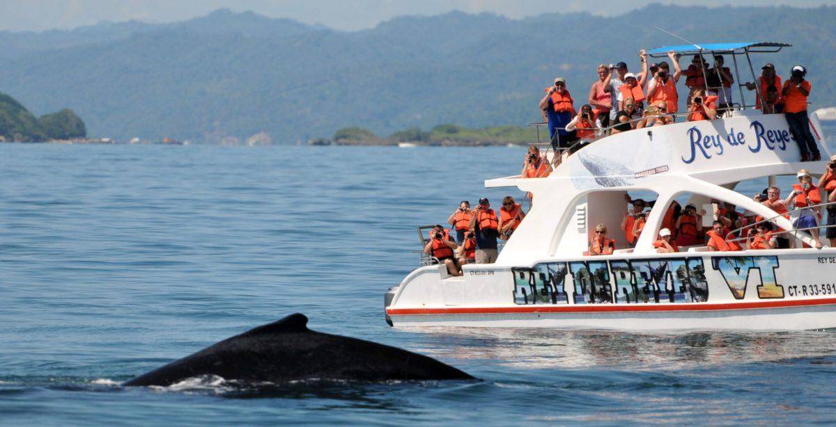 R. Dominicana ve aumentar el número de ballenas y turistas