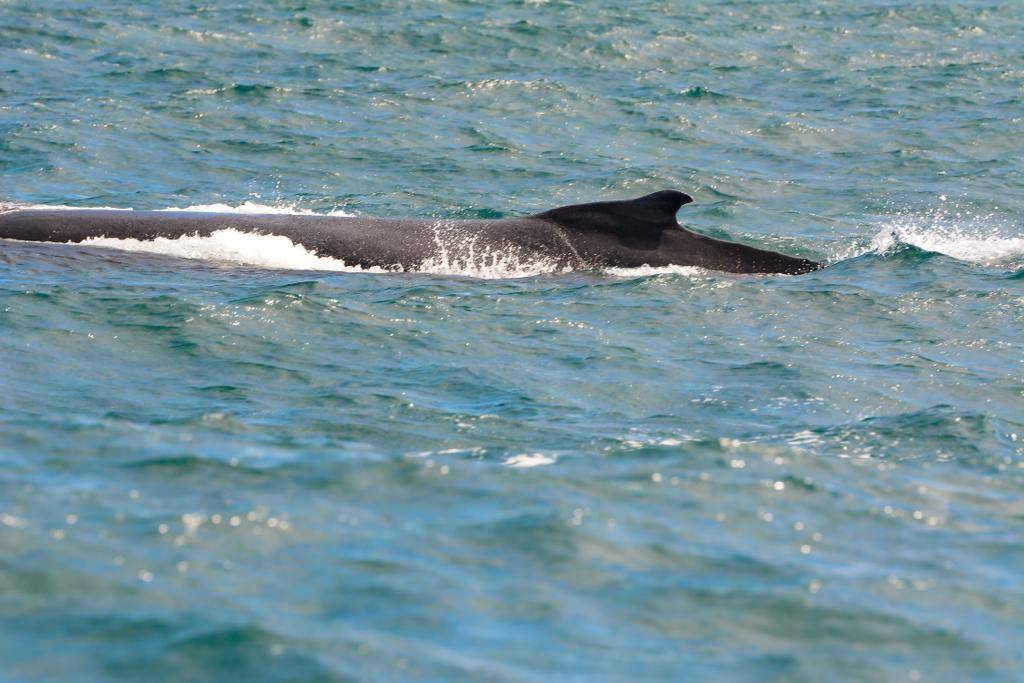 Temporada de ballenas jorobadas 2022 rompe récord de visitas