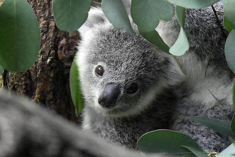 Australia declara al koala especie en peligro
