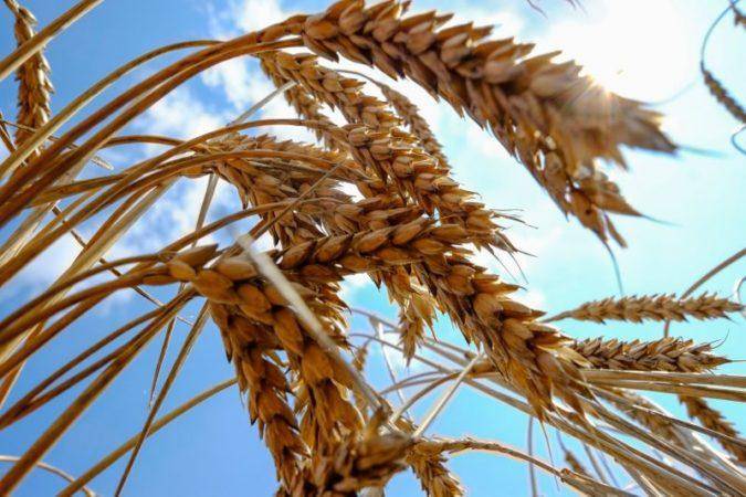 Espigas de trigo en un campo en Mykolaiv al sur de Ucrania. La crisis podria impactar la exportacion de alimentos a Medio Oriente y varios paises de Africa Reuters