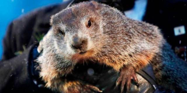 La marmota Phil pronostica otras seis semanas de invierno en EE.UU.