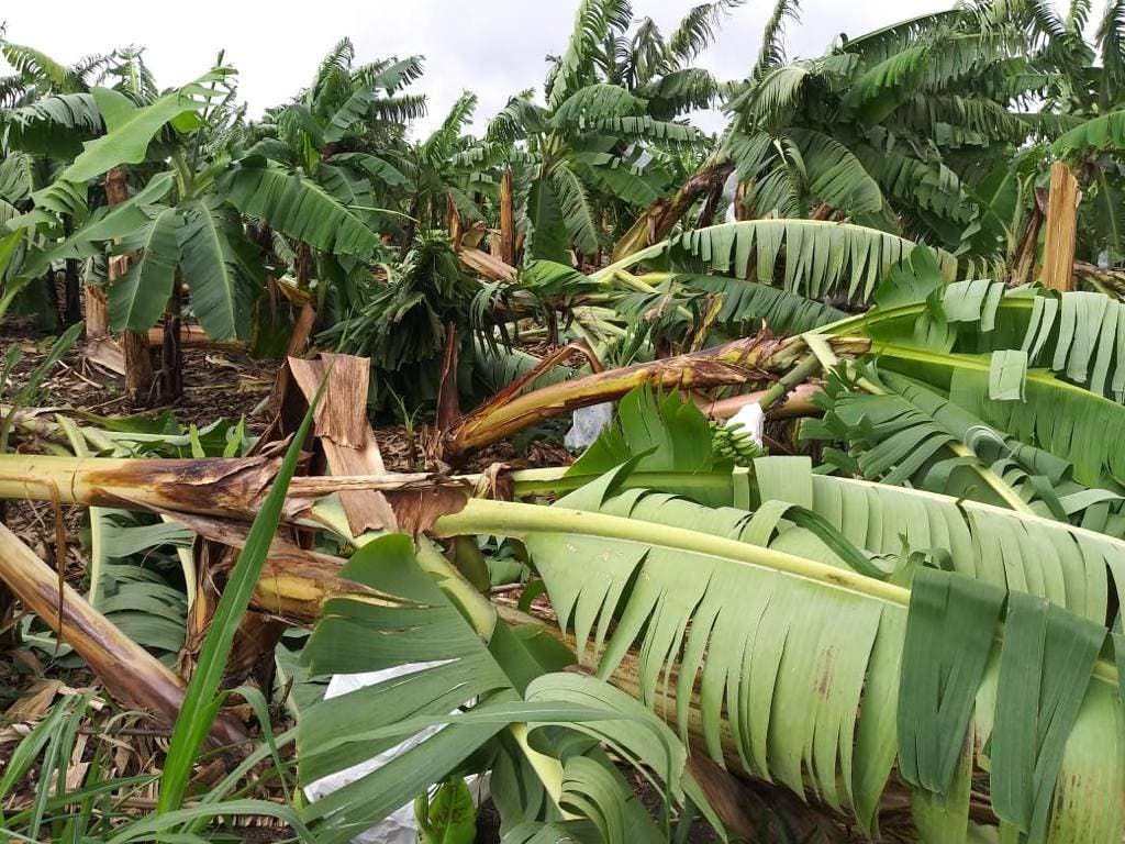 Montecristi: Hay 395 parcelas afectadas por las lluvias