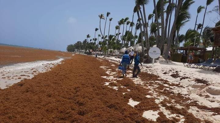 En Verón y Punta Cana piden intervención de autoridades para mitigar sargazo
