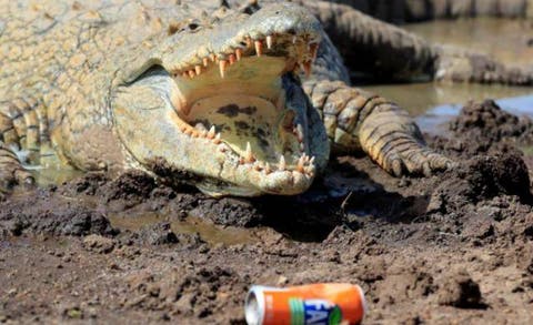 Foto viral reavivó historia de cocodrilo en cautiverio más grande del mundo