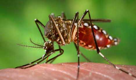 El dengue no registra  muertes, 141 afectados
