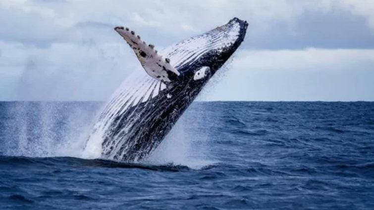 Ballenas jorobadas viajan hasta  kilómetros en busca de una pareja