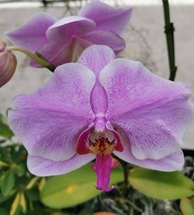 Con un concepto didáctico vuelven ¡las orquídeas!