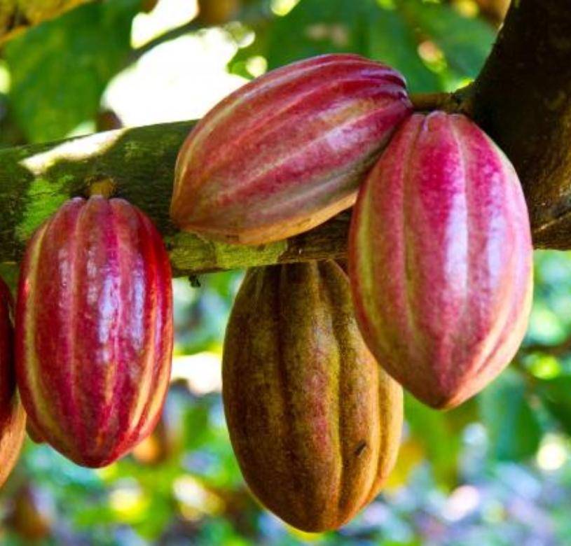 Agricultura, BA y Comisión harán plan cacao RD$100 MM