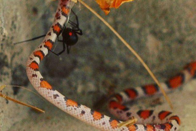 Detienen en EEUU a hombre con 52 lagartos y serpientes en vestimenta