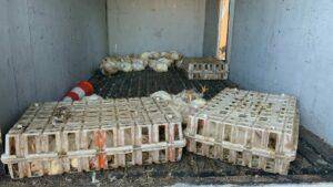 Recuperan frente a pollera los 553 pollos que fueron robados en asalto a camión