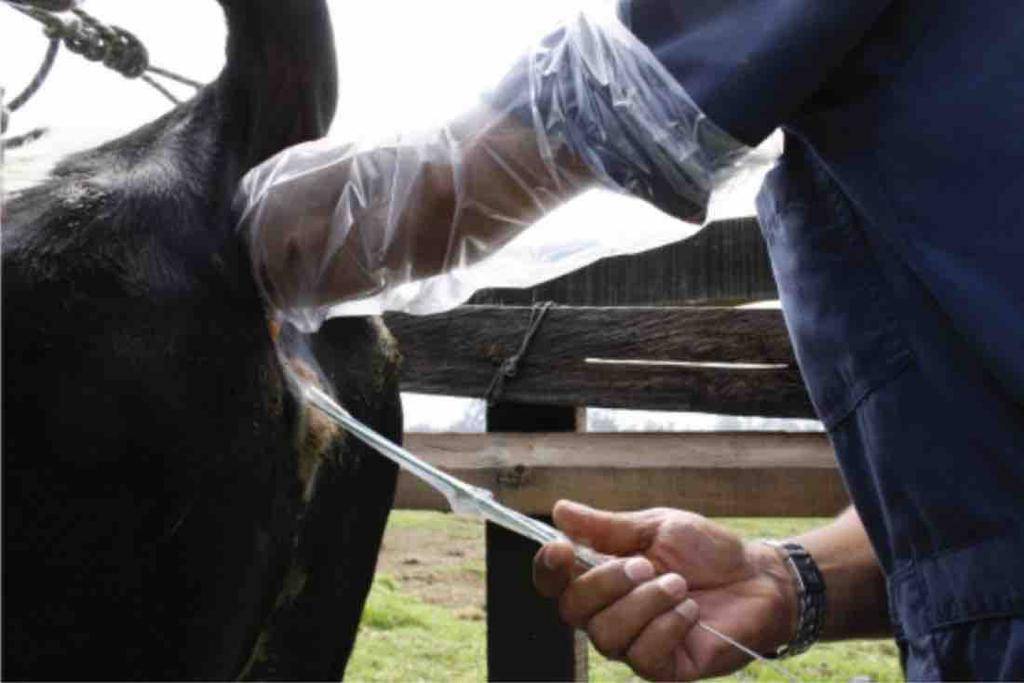 Programa de inseminación busca elevar estándar de la ganadería local