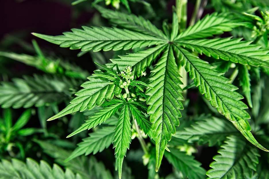 “Estoy a favor de legalizar el cannabis”, dice líder demócrata de EE.UU.