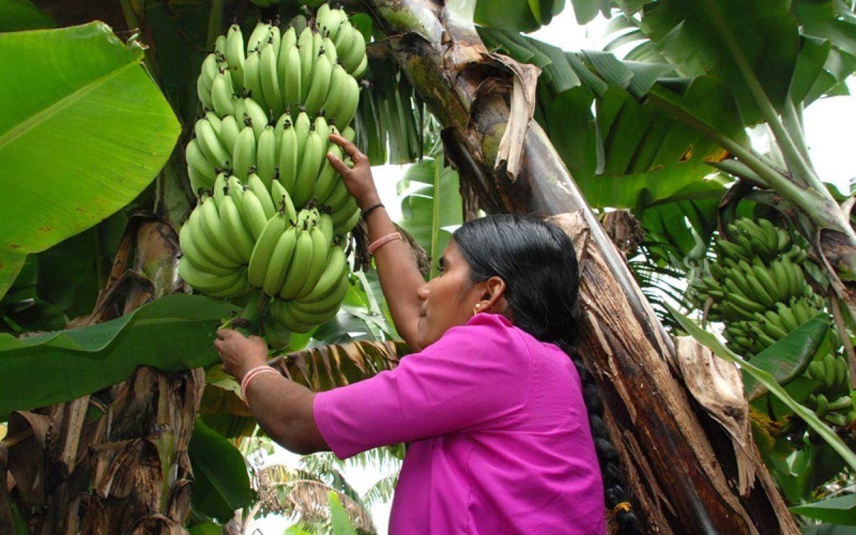 Agricultura: Capacitan técnicos en cultivo de plátano