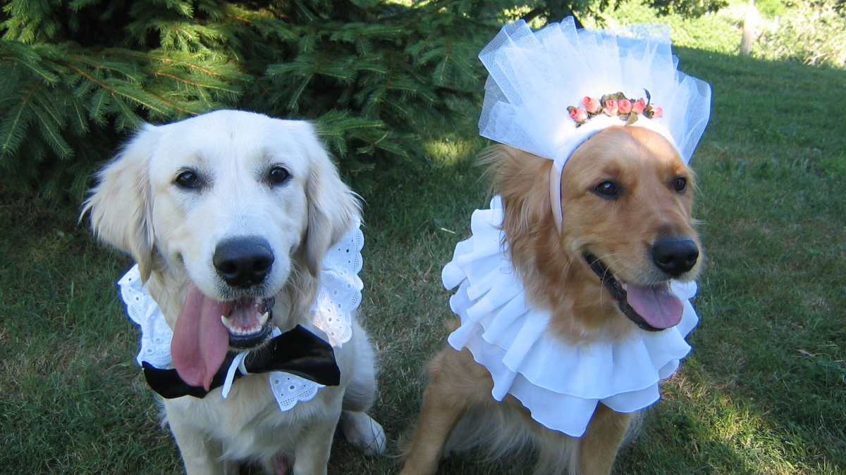 Una boda masiva de perros en EE.UU. aspira a entrar Libro Guinness