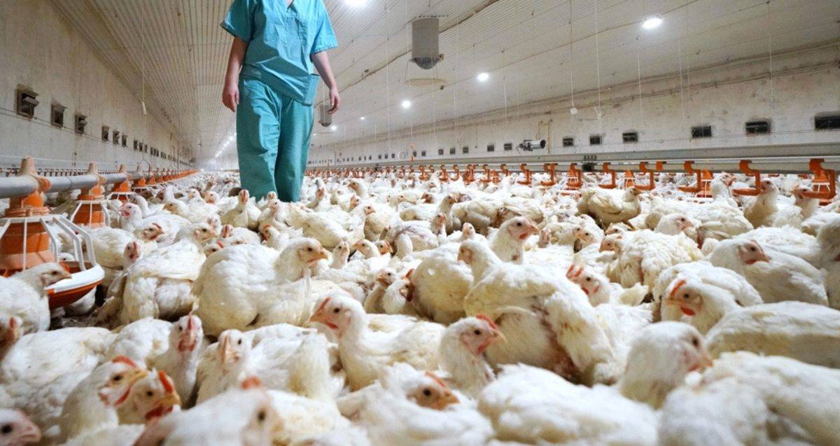 Aplicarán protocolo para evitar llegue gripe aviar