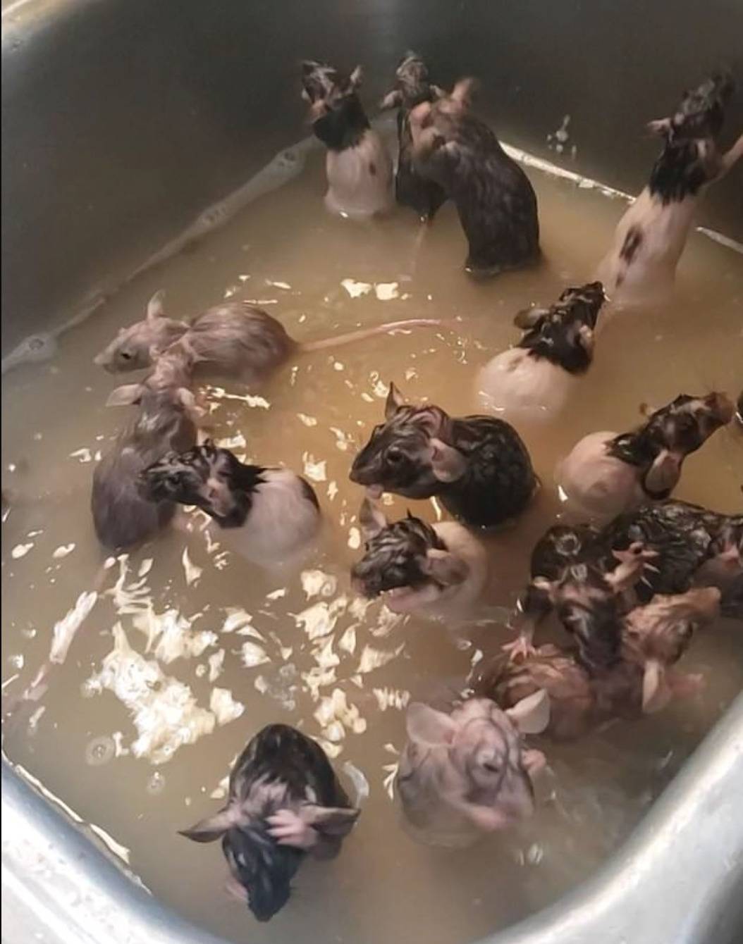 Una mujer les dio un baño a las 50 ratas que tiene como mascotas