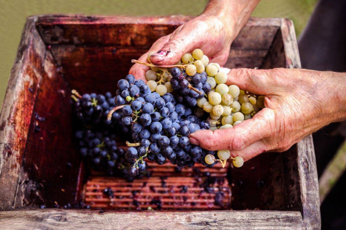 Vinogradi traerá sus productos a República Dominicana