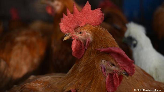 ¿Qué está haciendo el Gobierno de RD para evitar la entrada de la influenza o gripe aviar?
