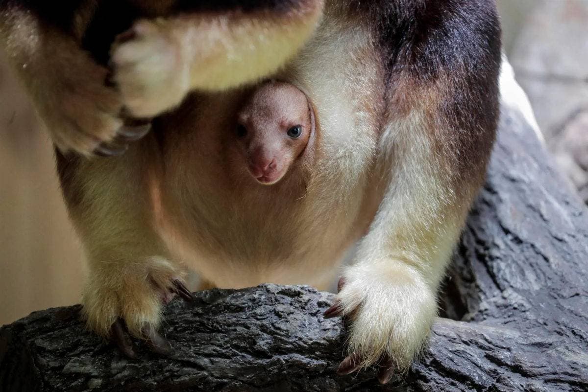 Zoológico de El Bronx está de fiesta por el nacimiento de un canguro arbóreo