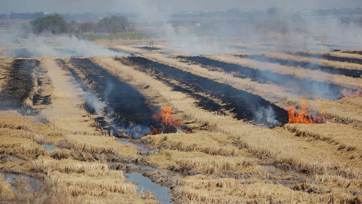 Genao: quema de rastrojos de arroz afecta arroz y medioambiente