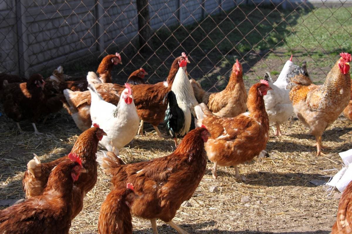Alarma mundial por la expansión de gripe aviar