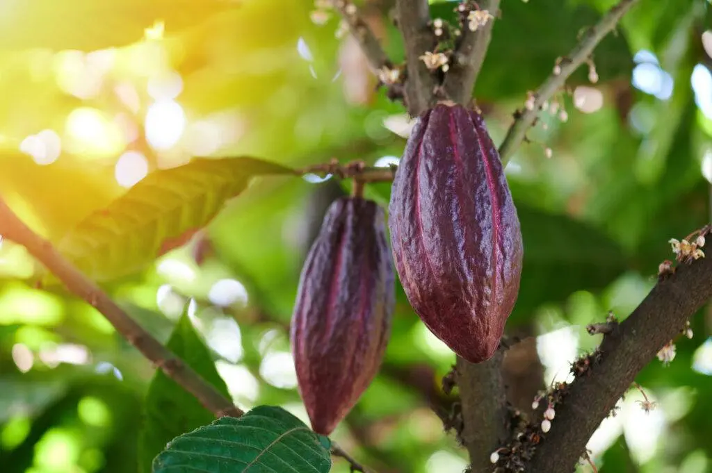 País debe abocarse a renovar y rehabilitar   plantaciones de cacao
