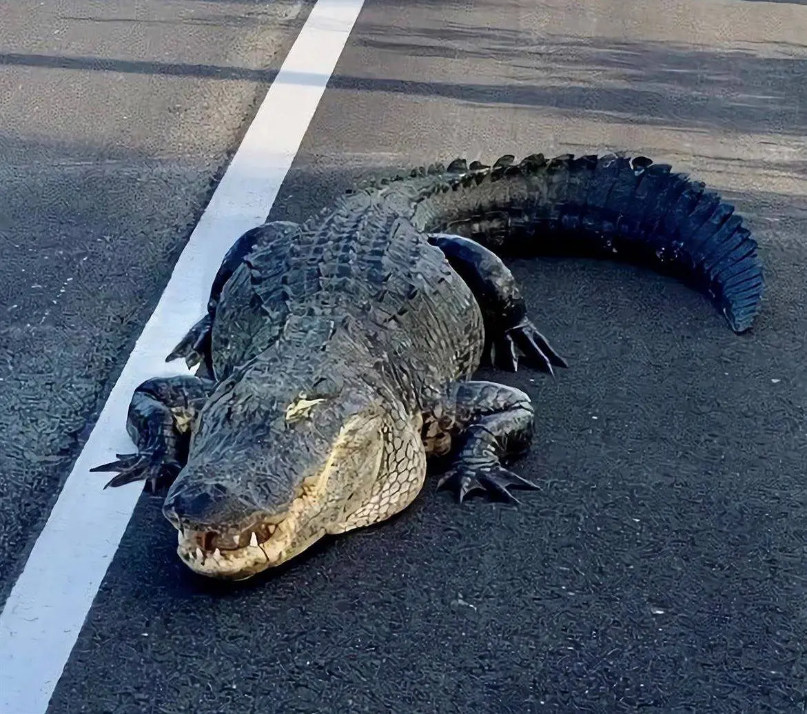 Caimán de tres metros corta la circulación en una carretera en Florida