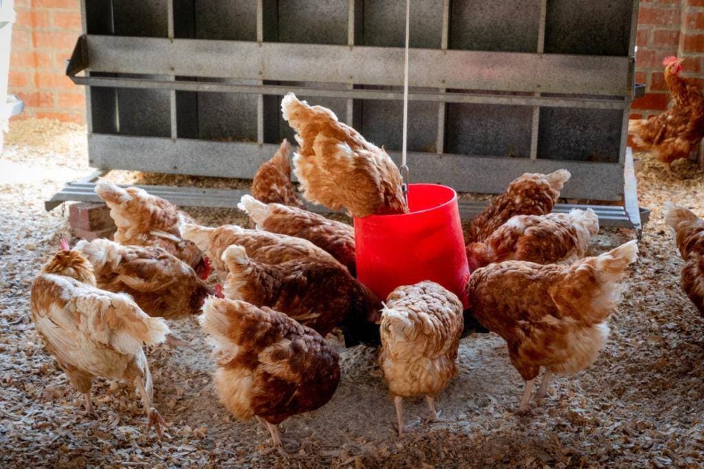 Lo que está haciendo DIGEGA para evitar llegue gripe aviar