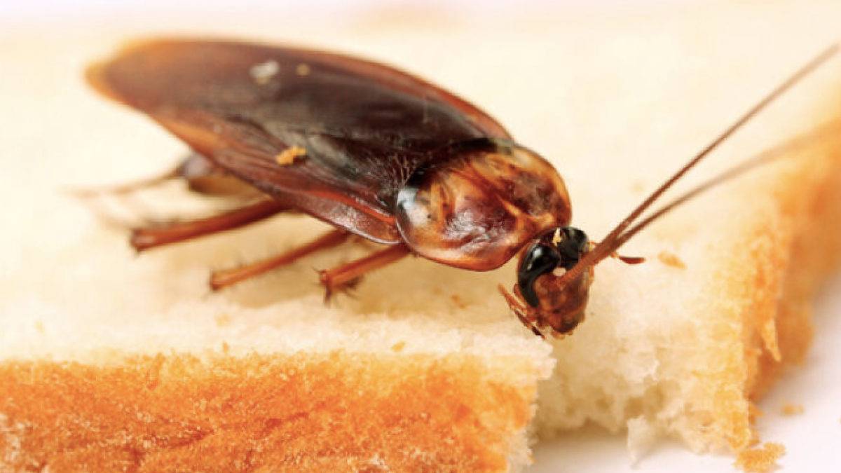 ¿Cómo eliminar de casa las cucarachas, hormigas y otros insectos?