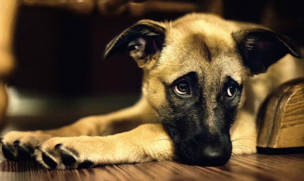 La ciencia descubre el misterio tras la irresistible mirada de los perros
