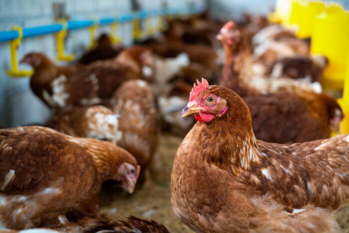 Estados Unidos confirma el primer caso de gripe aviar en un hombre