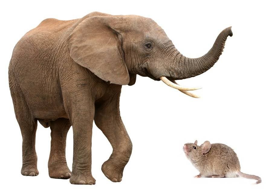 ¿Los elefantes le tienen miedo a los ratones?