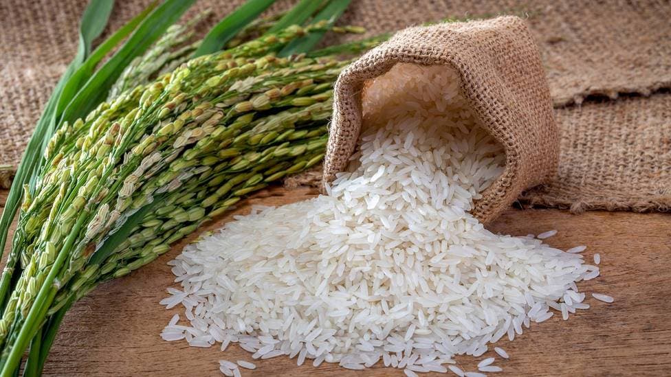 Descubren gen que hace al arroz más resistente a la sequía