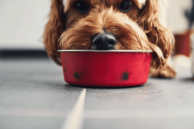 “No me toquen la comida”: cuando el perro gruñe si se acercan a su plato