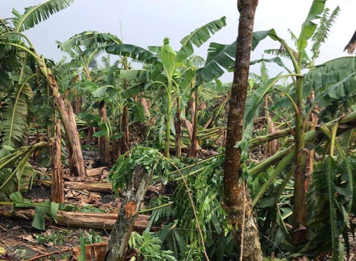 Gobierno dominicana auxiliará a productores del Cibao