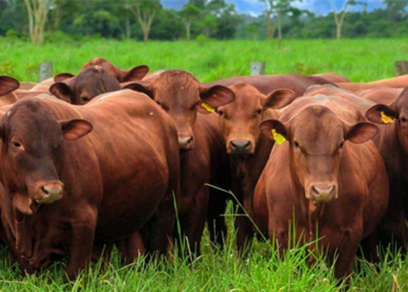 EU autoriza al país a exportar carne de res hacia su territorio