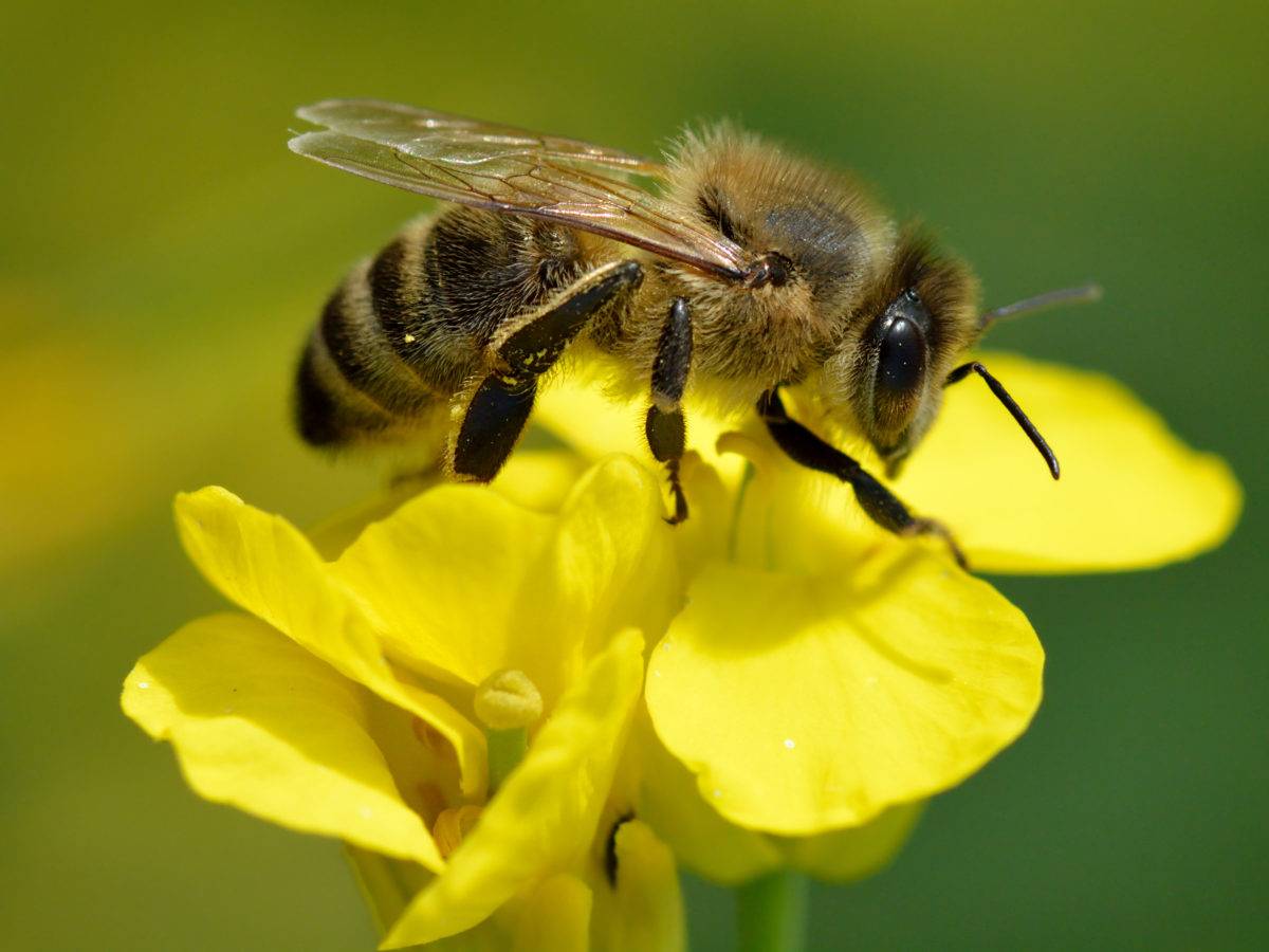 Las abejas pueden diferenciar entre números pares e impares