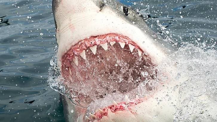 Enorme tiburón blanco de casi mil libras merodea costa de Nueva Jersey