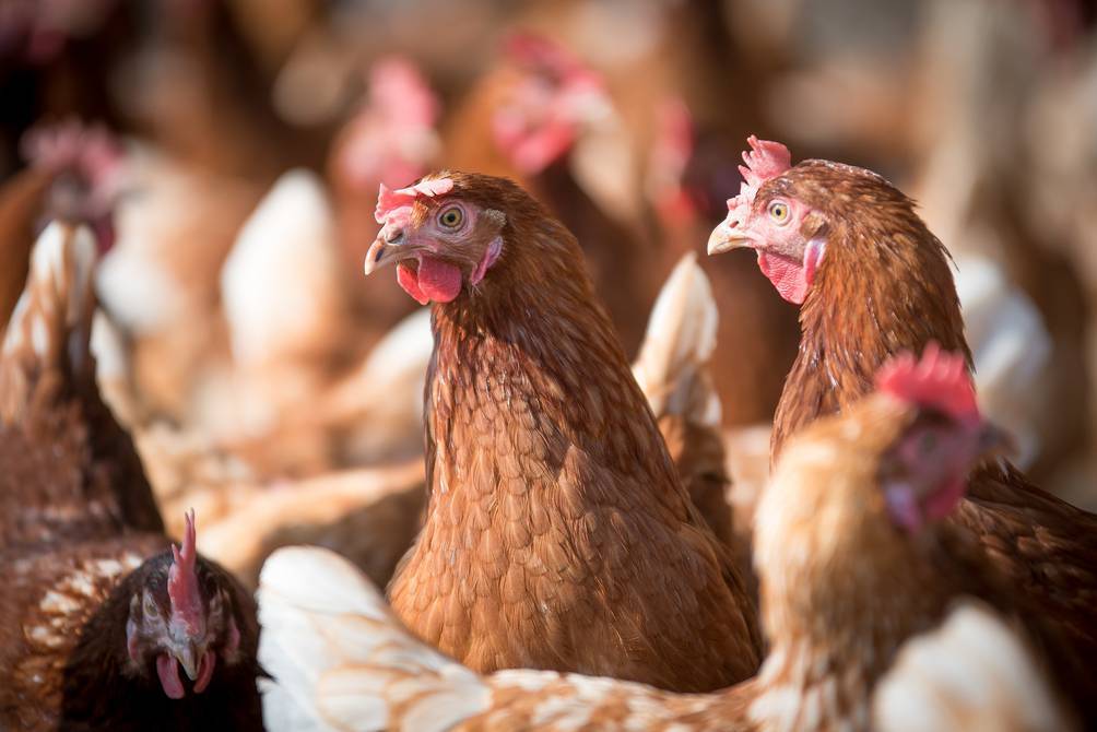 República Dominicana establece medidas contra gripe aviar