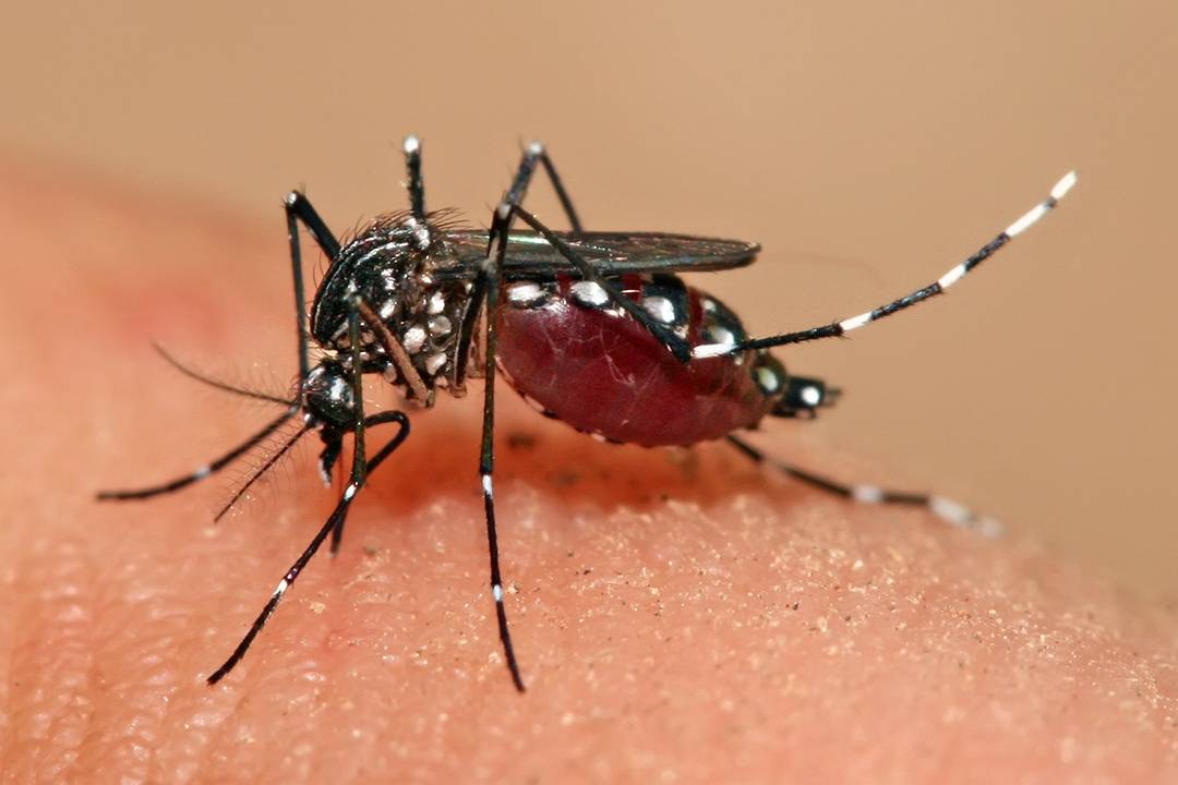 El dengue registra 1,499 casos; van ocho muertes
