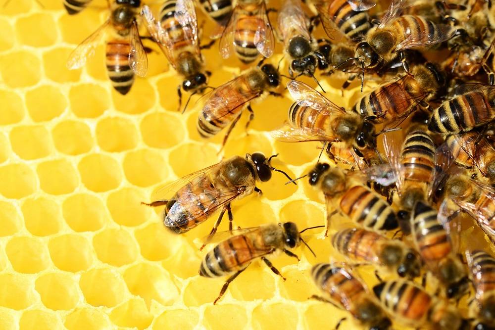 Las abejas contribuyen en un 35% a la producción agrícola mundial