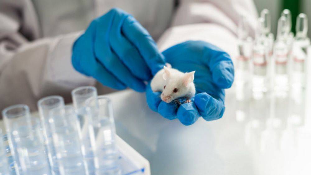 Prueban en ratones que un fármaco del VIH podría atacar la pérdida de memoria