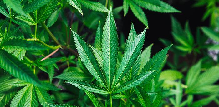 Legalizan el cultivo y uso terapéutico del cannabis