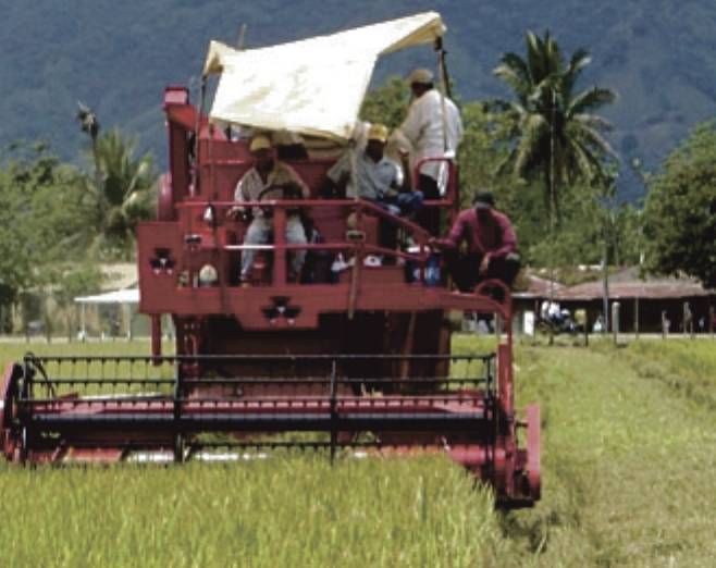 Sánchez Roa: Producción de arroz bajó en enero marzo