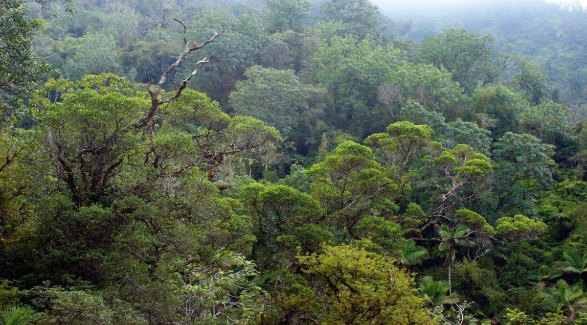 Medio Ambiente: Día de los Bosques Tropicales