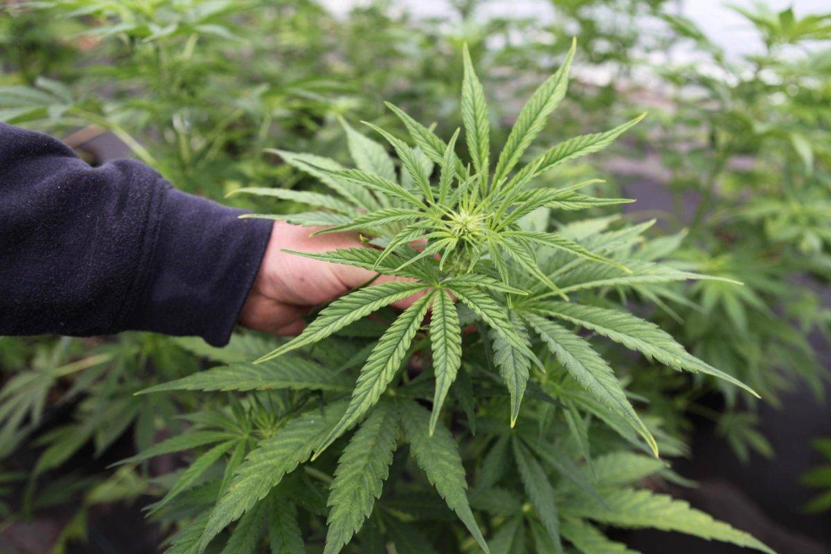 Legalización del cannabis acelera el consumo y los problemas de salud