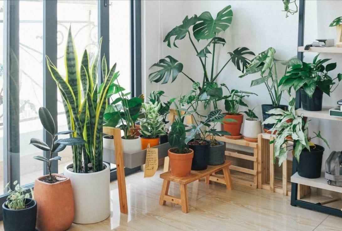 ¿Calor en casa? Estas plantas reducen la temperatura del hogar