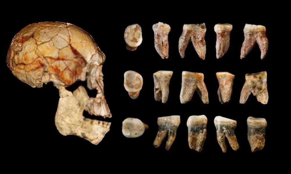 Estudio: los fósiles humanos antiguos son un millón de años más viejos de lo que se creía