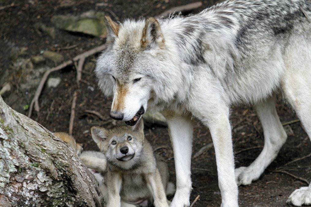 Los perros descienden de dos poblaciones distintas de lobos