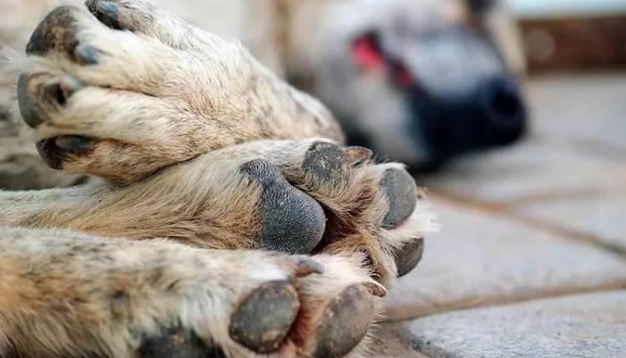 Fundación denuncia muerte masiva de perros por envenenamientos en Moca
